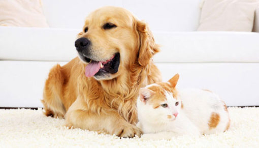 How to Care for Your Pet Friendly Rug