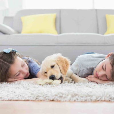 Pet Friendly Rug Stain Removal