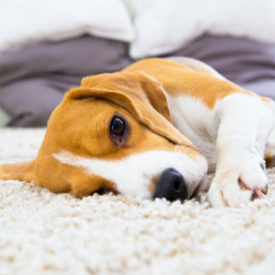5 Awesome Things Dog Owners Need to Know About Pet Friendly Rugs