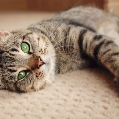 What is a Pet Friendly Rug?
