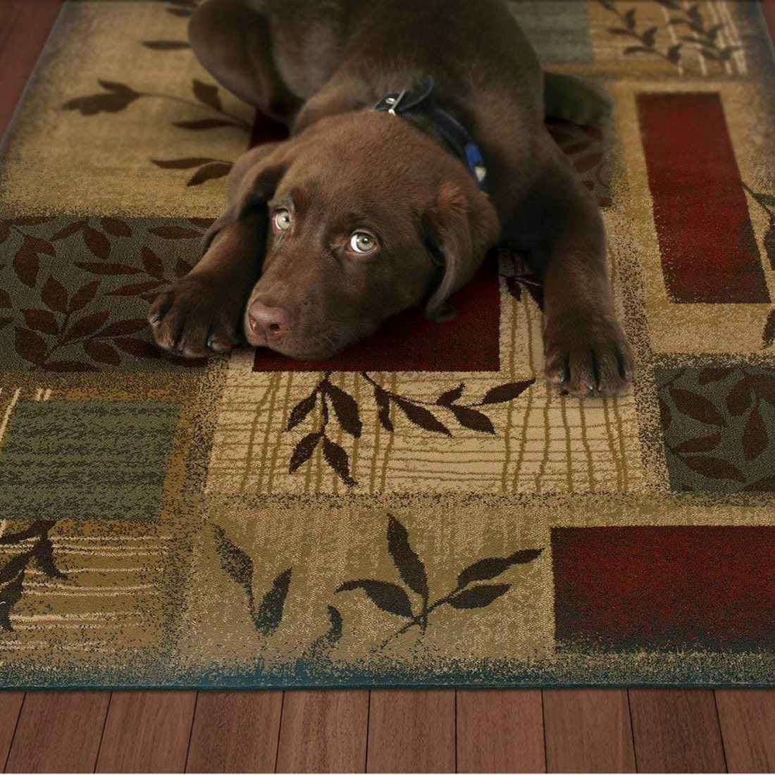 What is the Best Area Rug for Pets: Durable, Stylish Choices